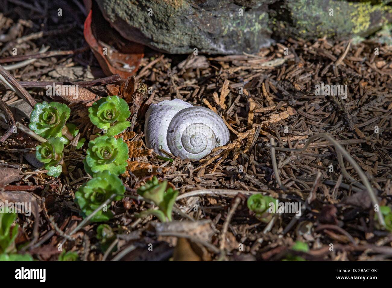 Immagine closeup ad alto angolo di una lumaca bianca nel suolo Foto Stock