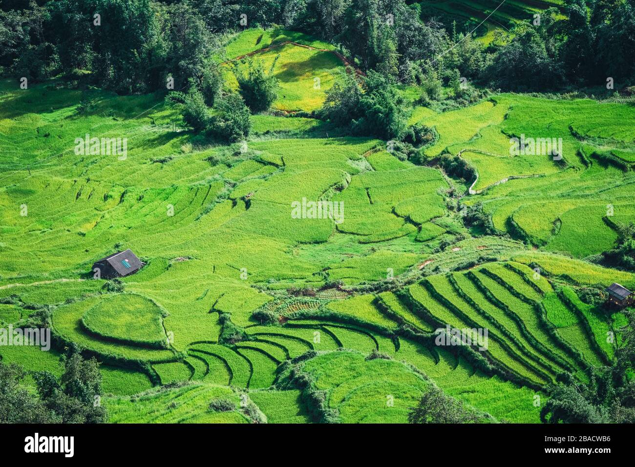 Campo di riso terrazzato a Sapa, Vietnam del nord Foto Stock