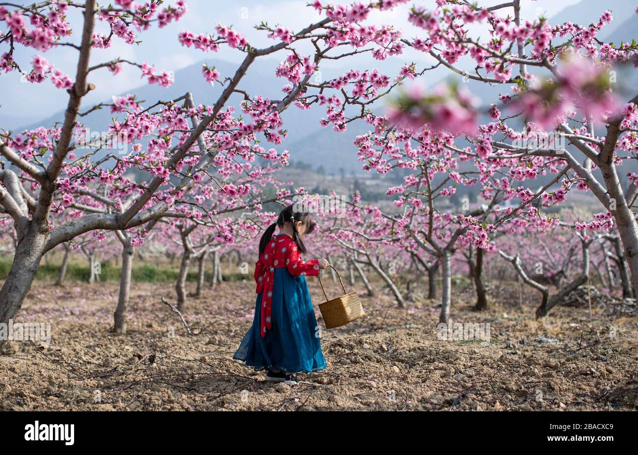 Pechino, provincia cinese del Sichuan. 26 marzo 2020. Una ragazza cammina sotto gli alberi di pesca nella contea di Hanyuan, nella provincia di Sichuan della Cina sudoccidentale, 26 marzo 2020. Credit: Wang Xi/Xinhua/Alamy Live News Foto Stock