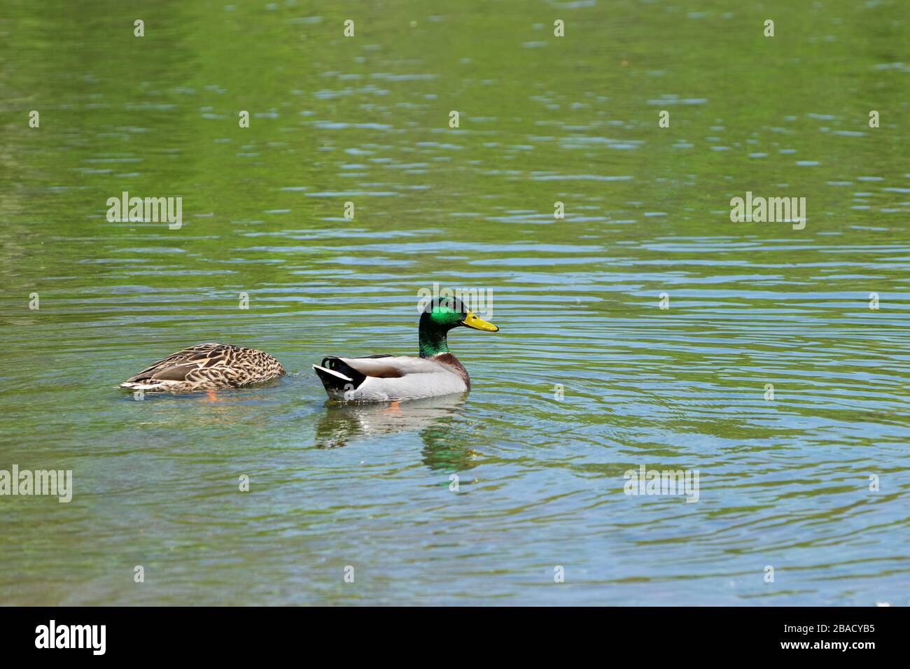 Una femmina Mallard Duck con la testa sommersa mentre si nutre mentre un maschio con belle piume di testa verde iridescente nuota nelle vicinanze. Foto Stock