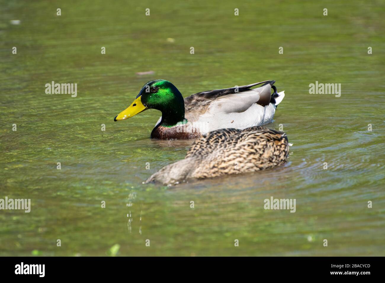 Primo piano di una femmina Mallard Duck con la testa sommersa mentre si nutre mentre un maschio con bella, iridescente verde testa piume nuota nelle vicinanze. Foto Stock