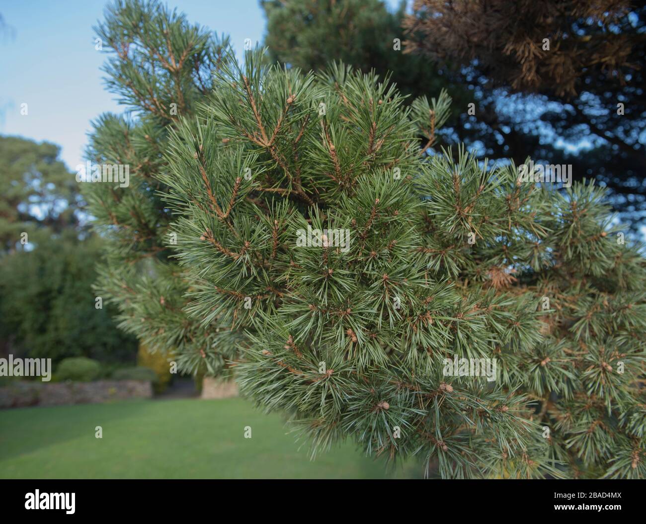 Verde Foliage di un albero di pino delle culle (Pinus sylvestris 'Chantry Blue) di un giardino di cottage di campagna nel Devon rurale, Inghilterra, Regno Unito Foto Stock