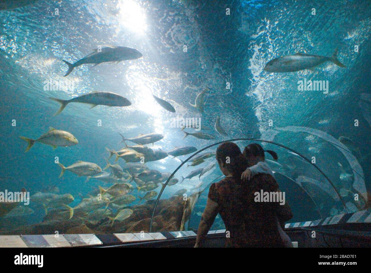 Shanghai, Shanghai, Cina. 27 marzo 2020. L'acquario oceanico di Shanghai è  uno dei più grandi acquario marino artificiale del mondo, con un'area  espositiva biologica ed ecologica unica nel bacino del fiume Yangtze