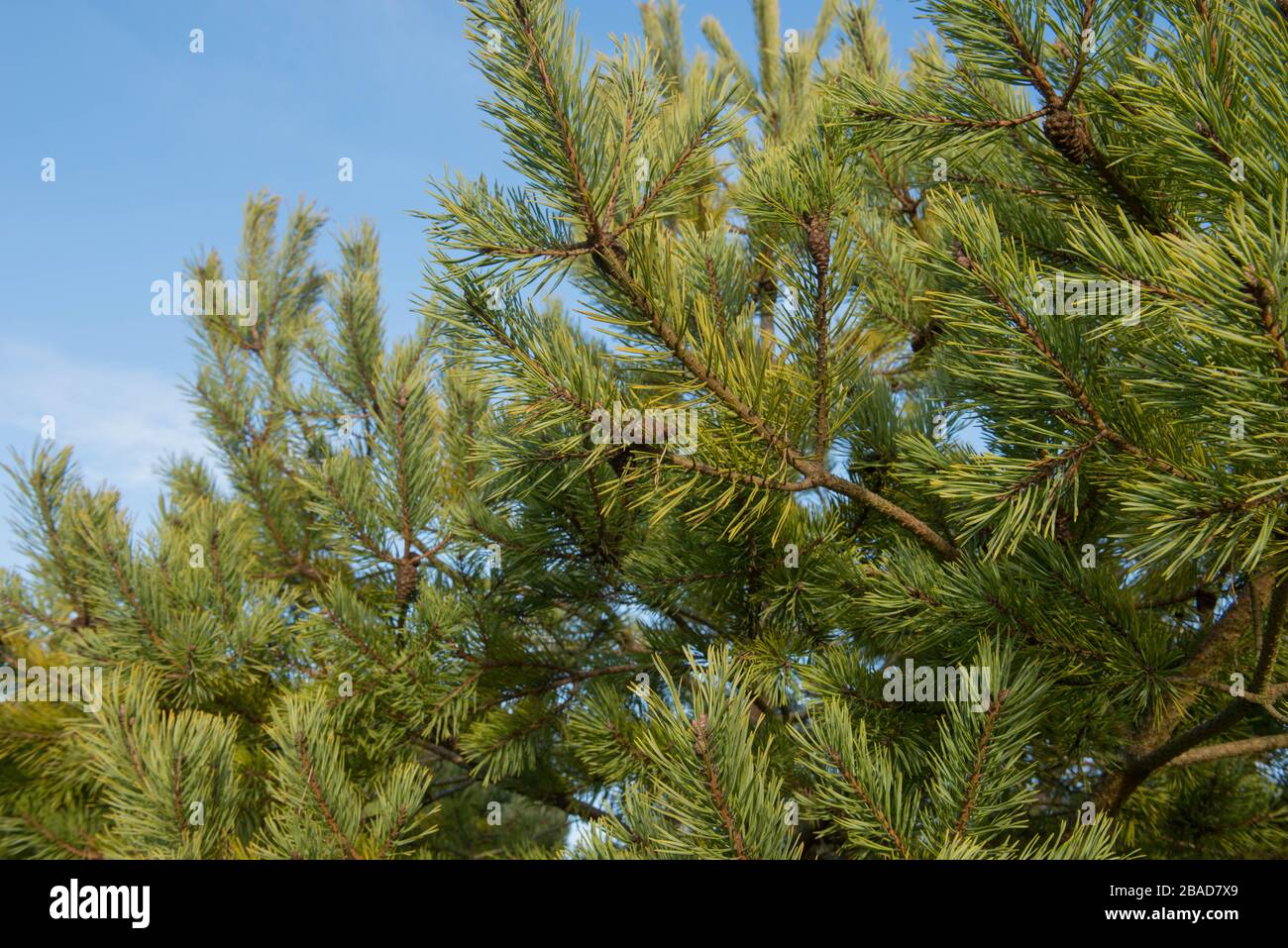 Foliage verde di un arbusto di pino scozzese Evergreen (Pinus sylvestris 'moneta d'oro') con un sfondo blu brillante cielo in un giardino nel Devon rurale, Inghilterra, Regno Unito Foto Stock