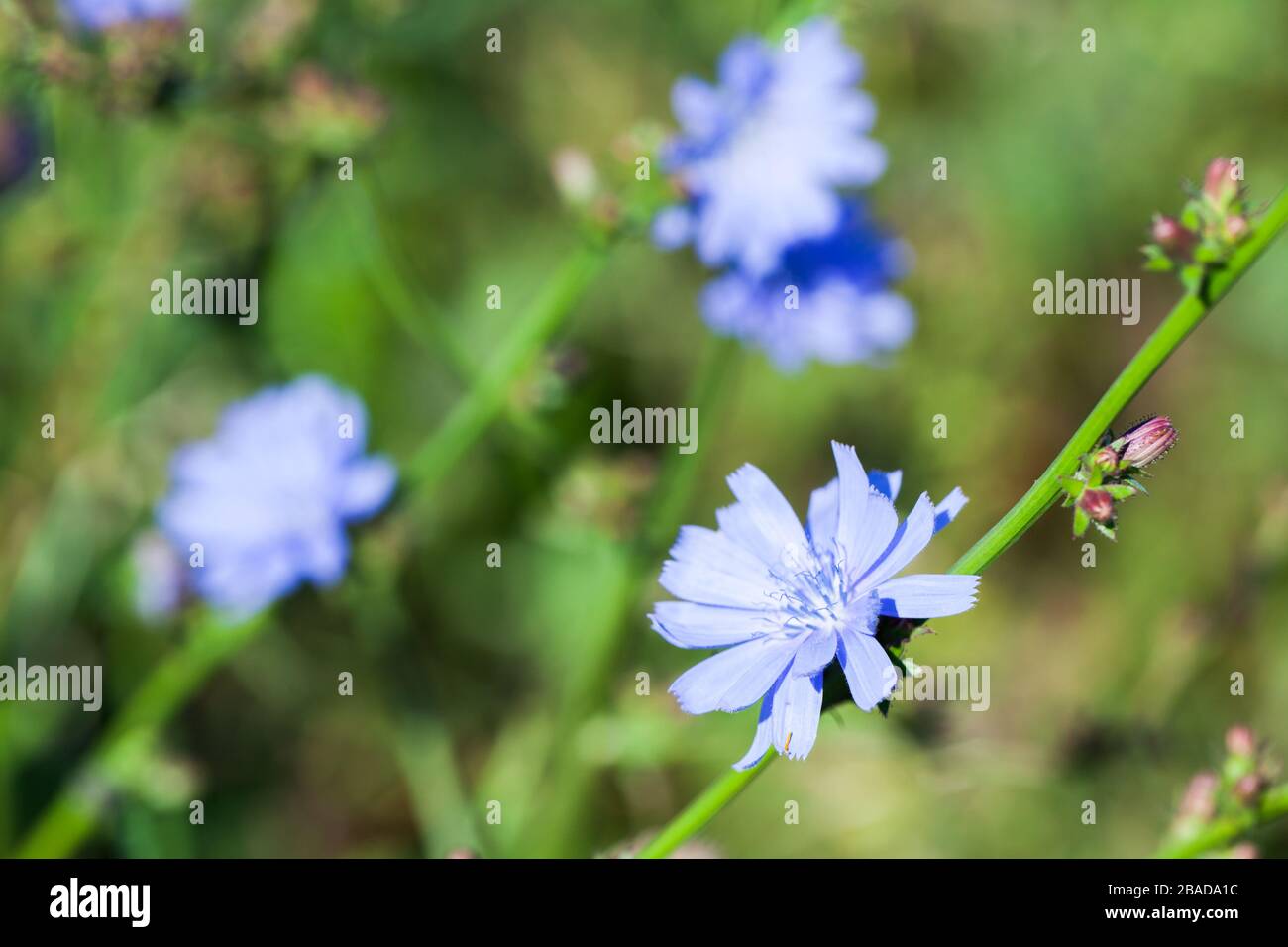 Fiori di cicoria blu al giorno di sole. Foto di primo piano con messa a fuoco selettiva. Cicoria comune, Cichorium intybus Foto Stock