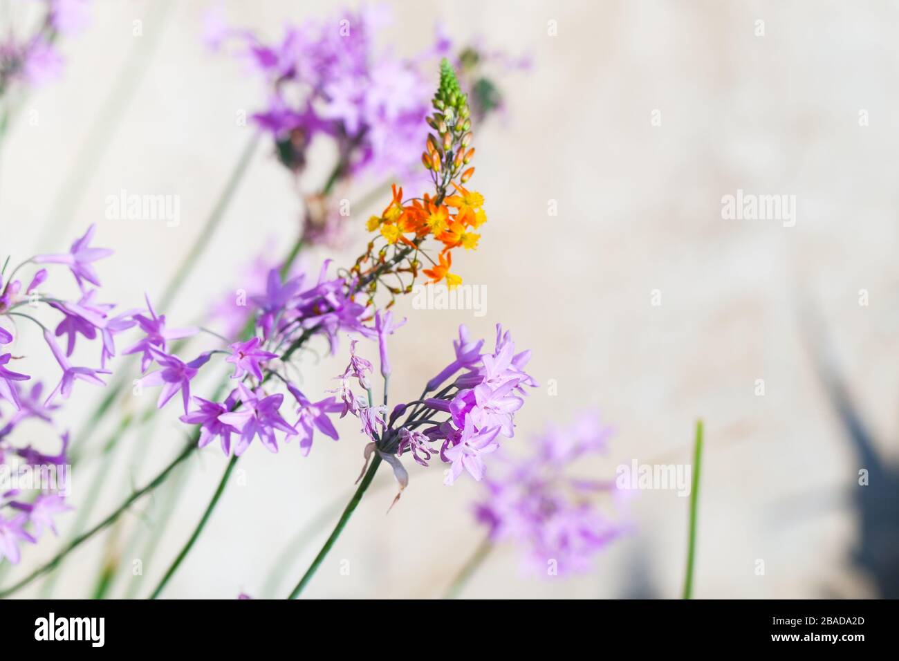 Sfondo naturale con fiori selvatici colorati, foto macro con messa a fuoco morbida selettiva Foto Stock