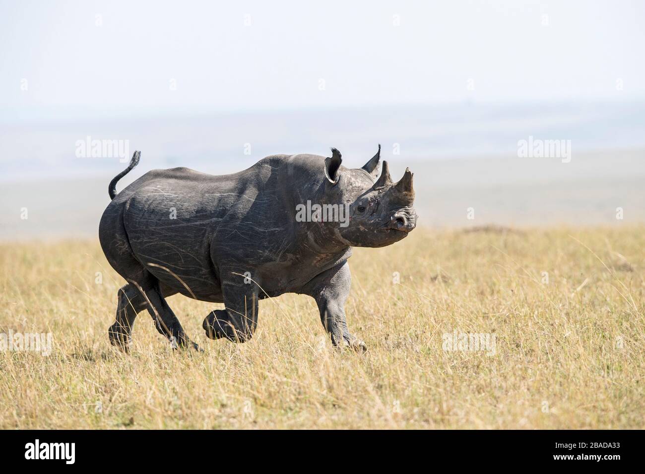 L'immagine di rinoceronte nero (Diceros bicornis), Masai Mara, Kenya, Africa orientale, Africa Foto Stock