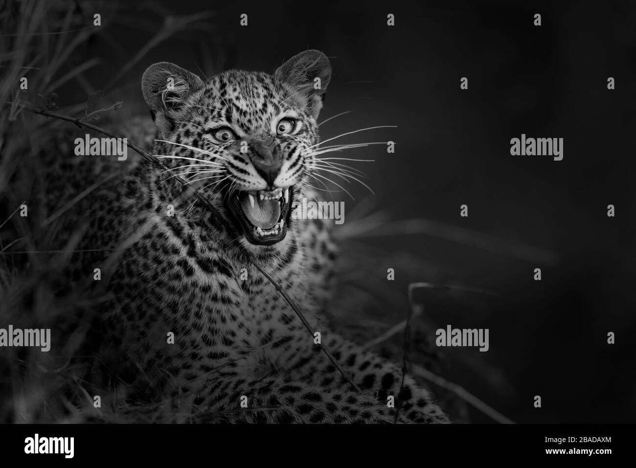 L'immagine del leopardo (Panthera pardus), Ritratto in Kenya, Parco Nazionale Masai Mara - Foto Stock