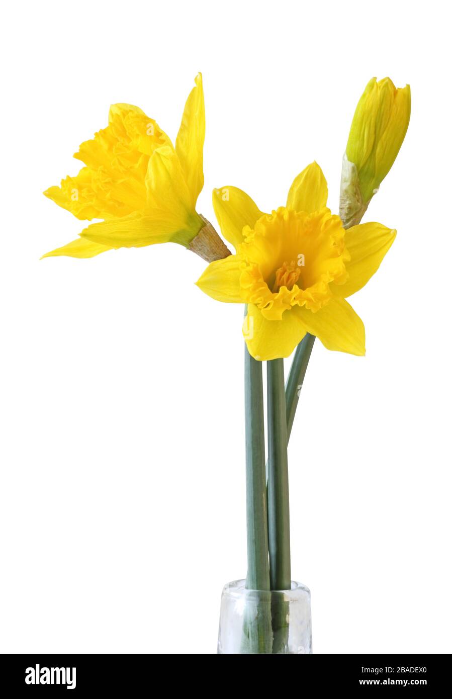Narcissus (Narzissen, Narcissus, Amaryllidaceae) isolato su sfondo bianco, compreso il tracciato di ritaglio. Germania Foto Stock