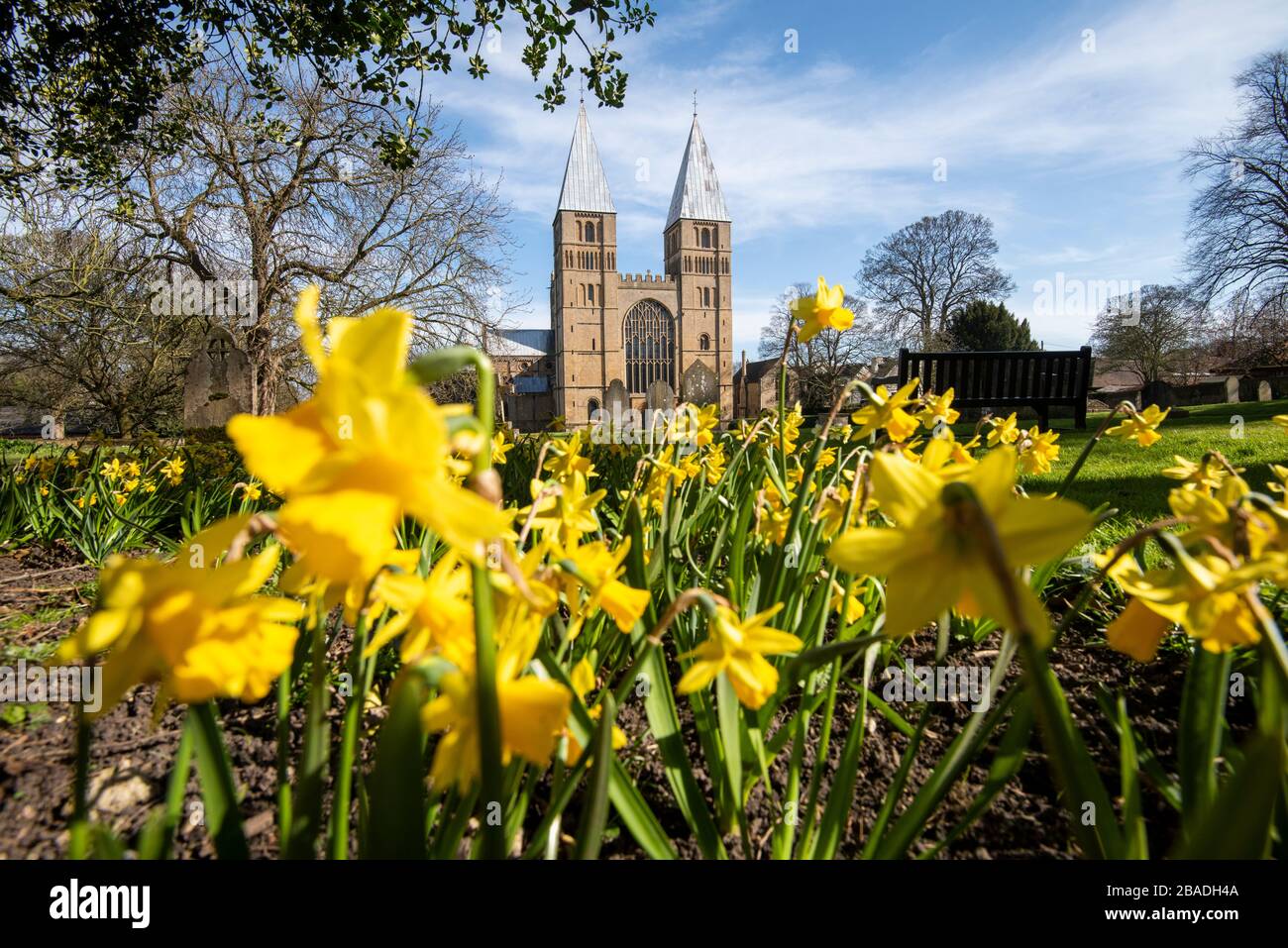 Spring Daffodils al Southwell Minster, Southwell Nottinghamshire Inghilterra Regno Unito Foto Stock