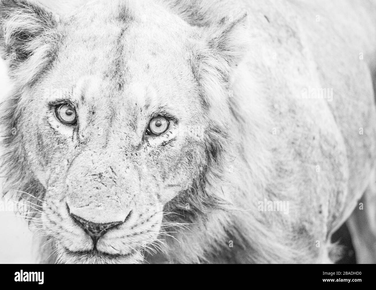 gli occhi del leone Foto Stock