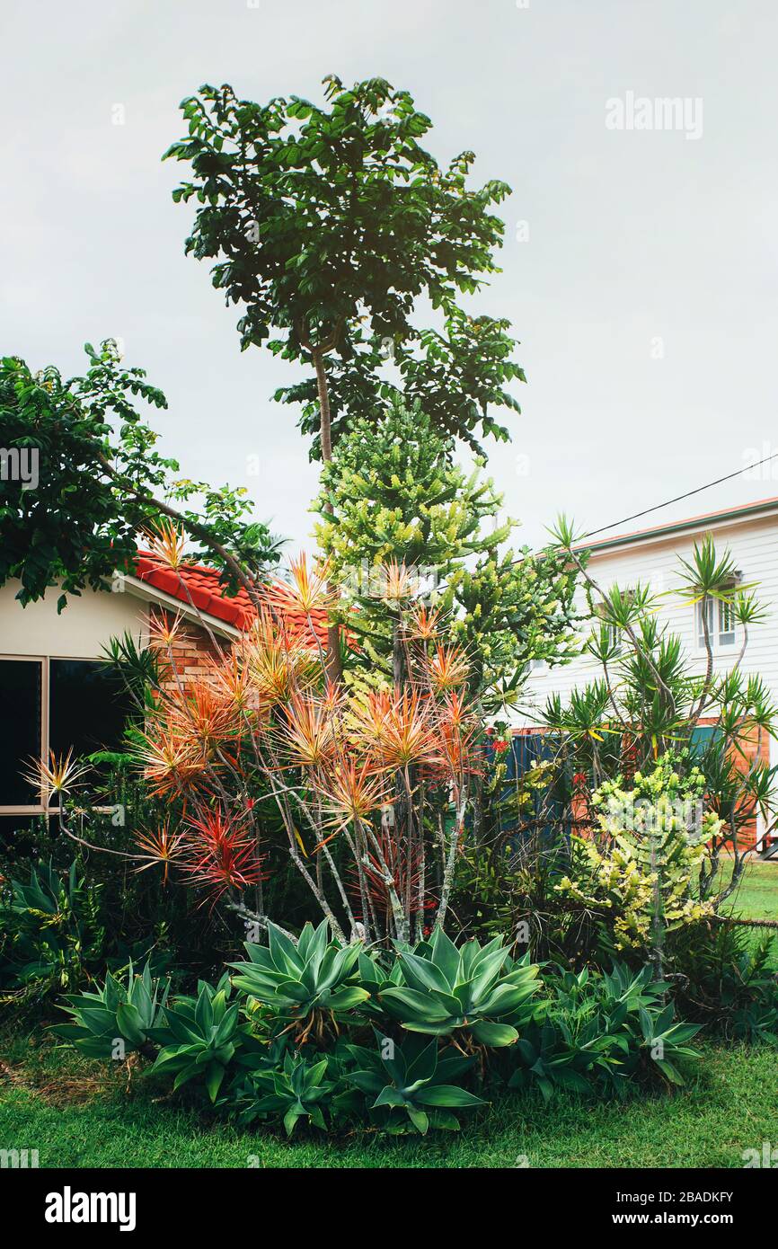 Giardino tropicale paesaggio design, isola di piante diverse vicino casa. Foto Stock