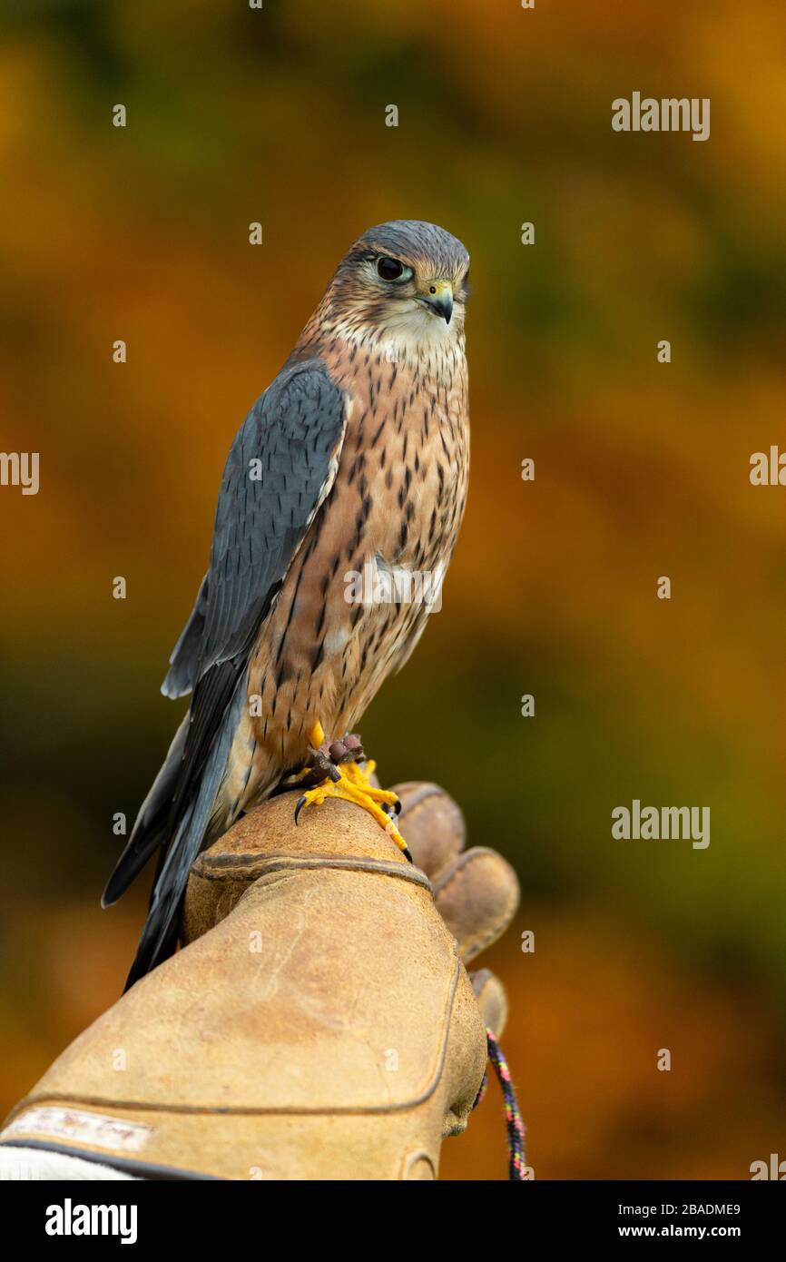 Merlin Falco columbarius (prigioniero), maschio adulto, arroccato sul guanto di falconer, Hawk Conservancy Trust, Hampshire, Regno Unito, novembre Foto Stock