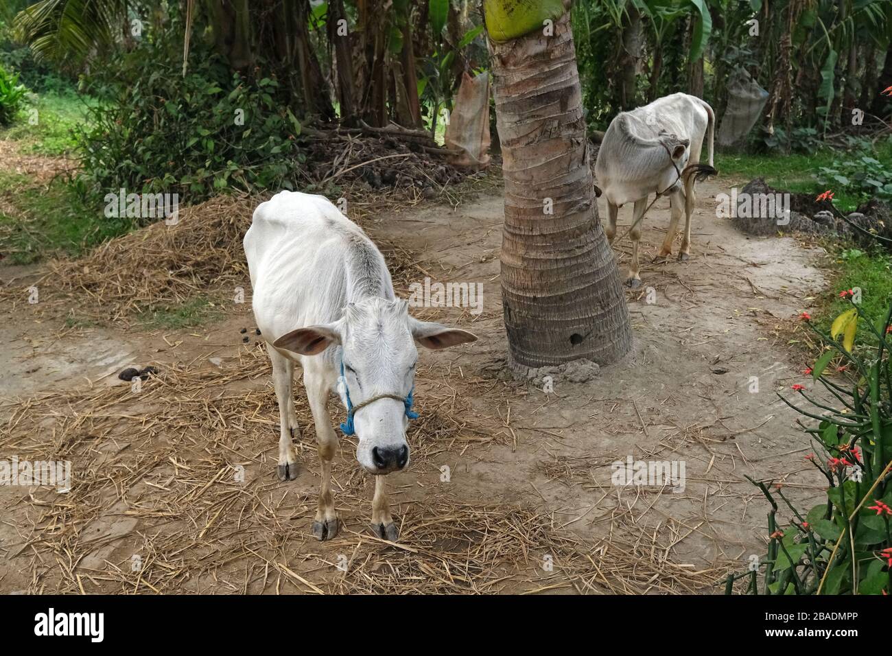 Il pascolo di bestiame nel villaggio Kumrokhali, West Bengal, India Foto Stock