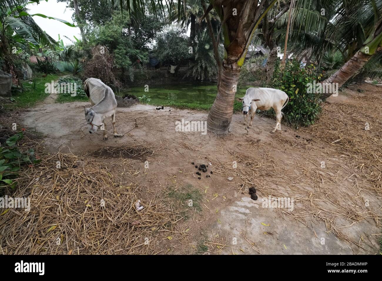 Il pascolo di bestiame nel villaggio Kumrokhali, West Bengal, India Foto Stock