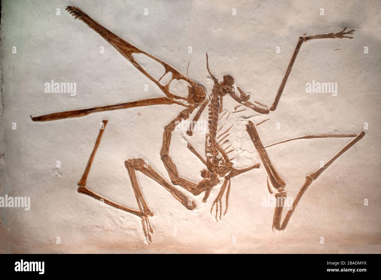 Scheletro fossile di un Pterodattile Foto Stock