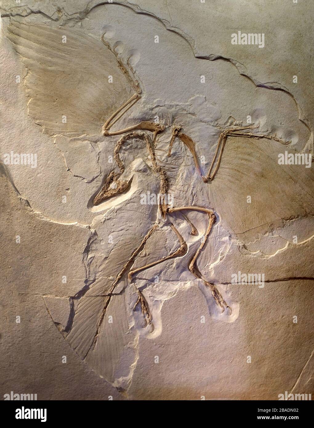 Scheletro fossile di un archaeopteryx - un antenato degli uccelli moderni Foto Stock