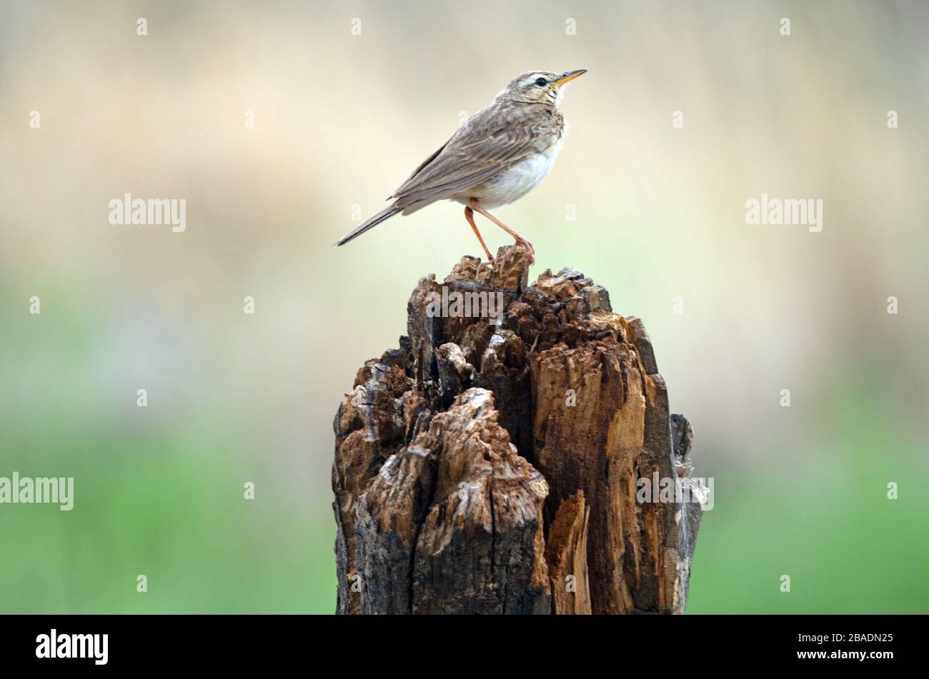 Primo piano di Sabota Lark su un ceppo di legno, sfondo bianco-verde-grigio Foto Stock