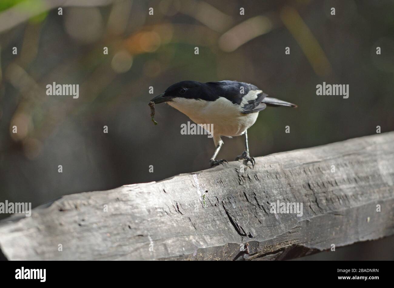 Primo piano di Swamp Boubou sulla filiale, Namibia, Africa Foto Stock