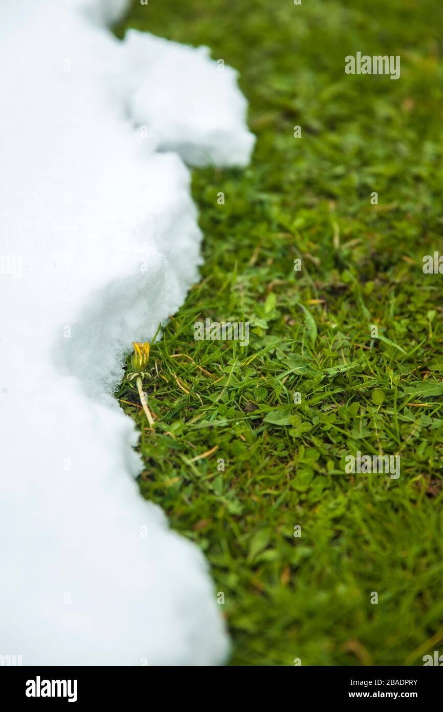 Sciogliere la neve su erba verde da vicino come tra inverno e primavera concetto Foto Stock