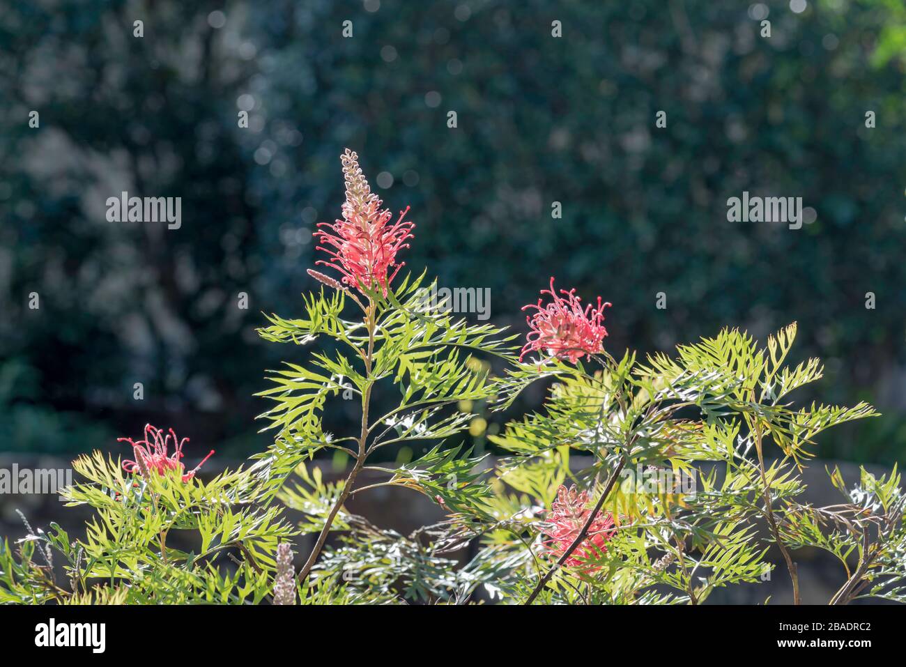 Il caldo sole autunnale illumina le profonde inflorescenze rosse di un Grevillea 'Robyn Gordon' in un giardino sul cortile di Sydney in Australia Foto Stock