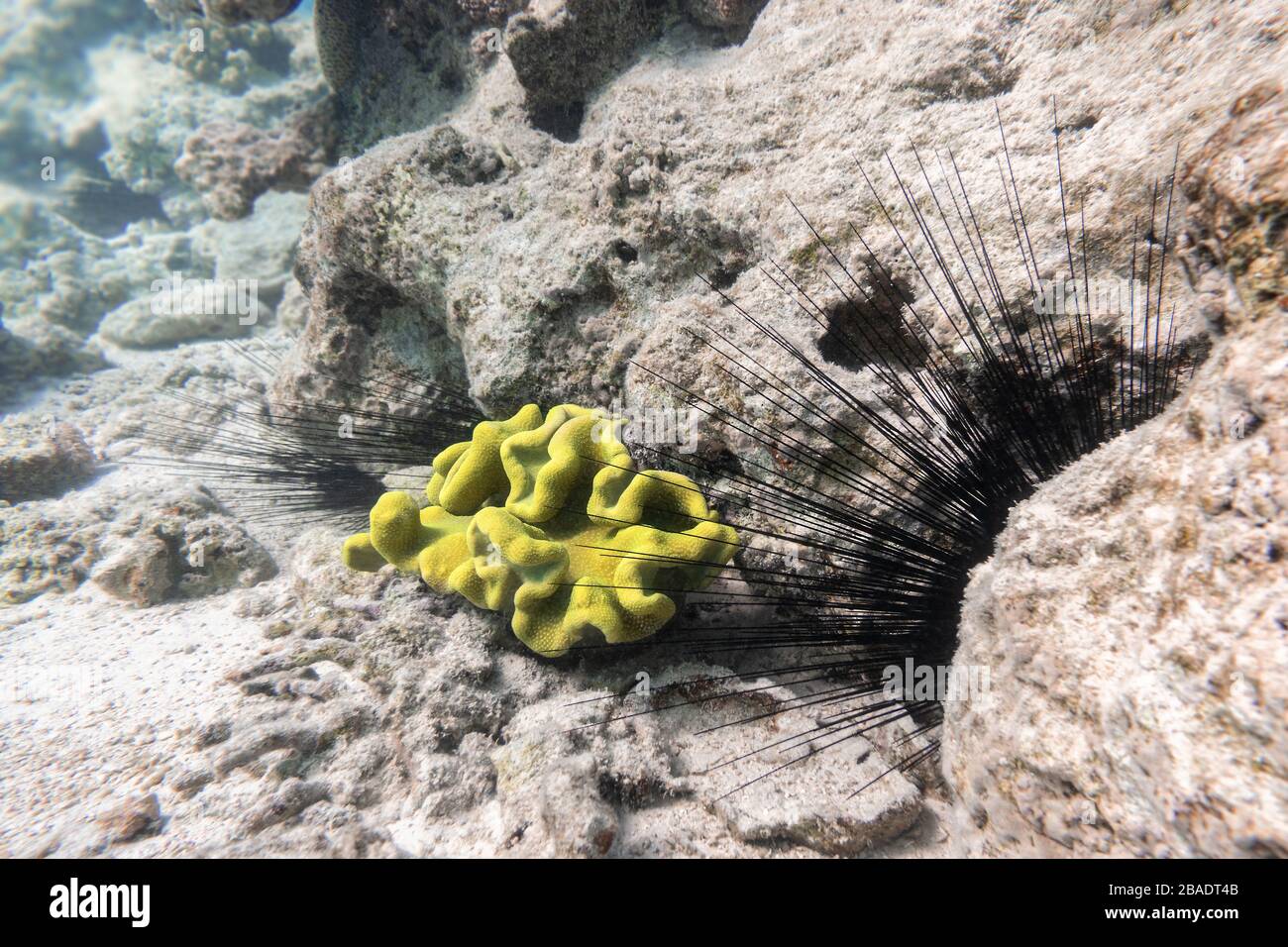 Long Spined Sea Urchin (Diadema setosum) Hiden nel fondale sabbioso e Bright Green Sponge vicino Coral Reef. Animale sottomarino pericoloso con poi nero Foto Stock