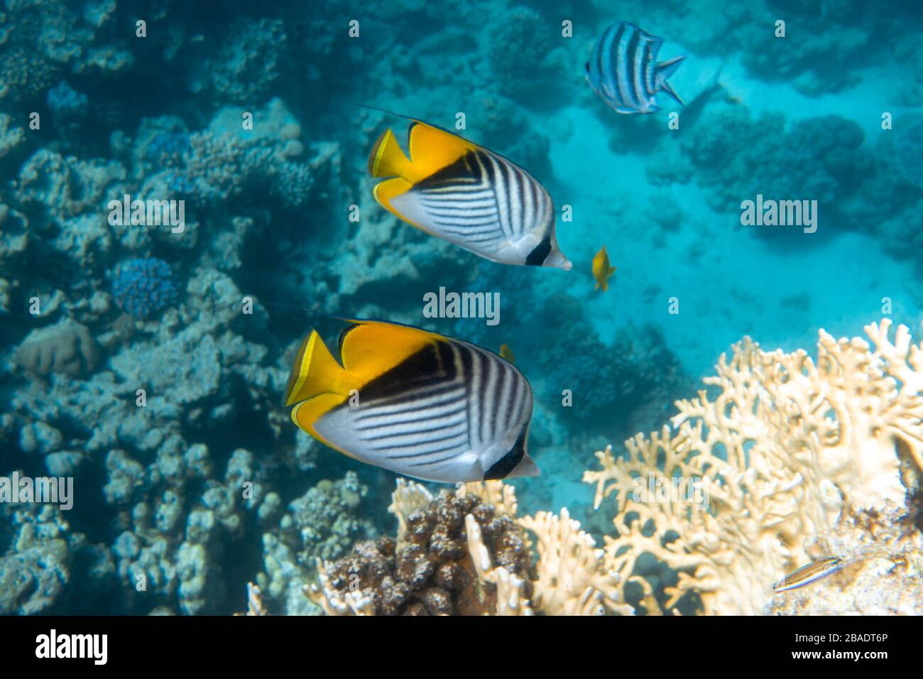 Pesce farfalla vicino Coral Reef nell'Oceano. Pesce farfalla con strisce nere, gialle e bianche. Pesci tropicali colorati nel Mar Rosso, Egyp Foto Stock