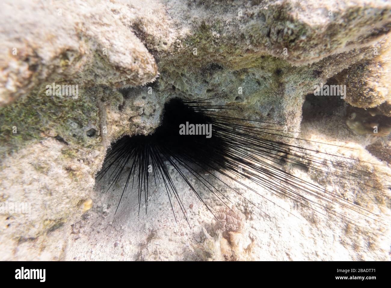 Lunghe spine di ricci di mare (diadema setosum) Hiden nelle rocce e sabbia. Fondale marino vicino a Coral Reef in acque poco profonde. Animale sottomarino pericoloso con Bla Foto Stock