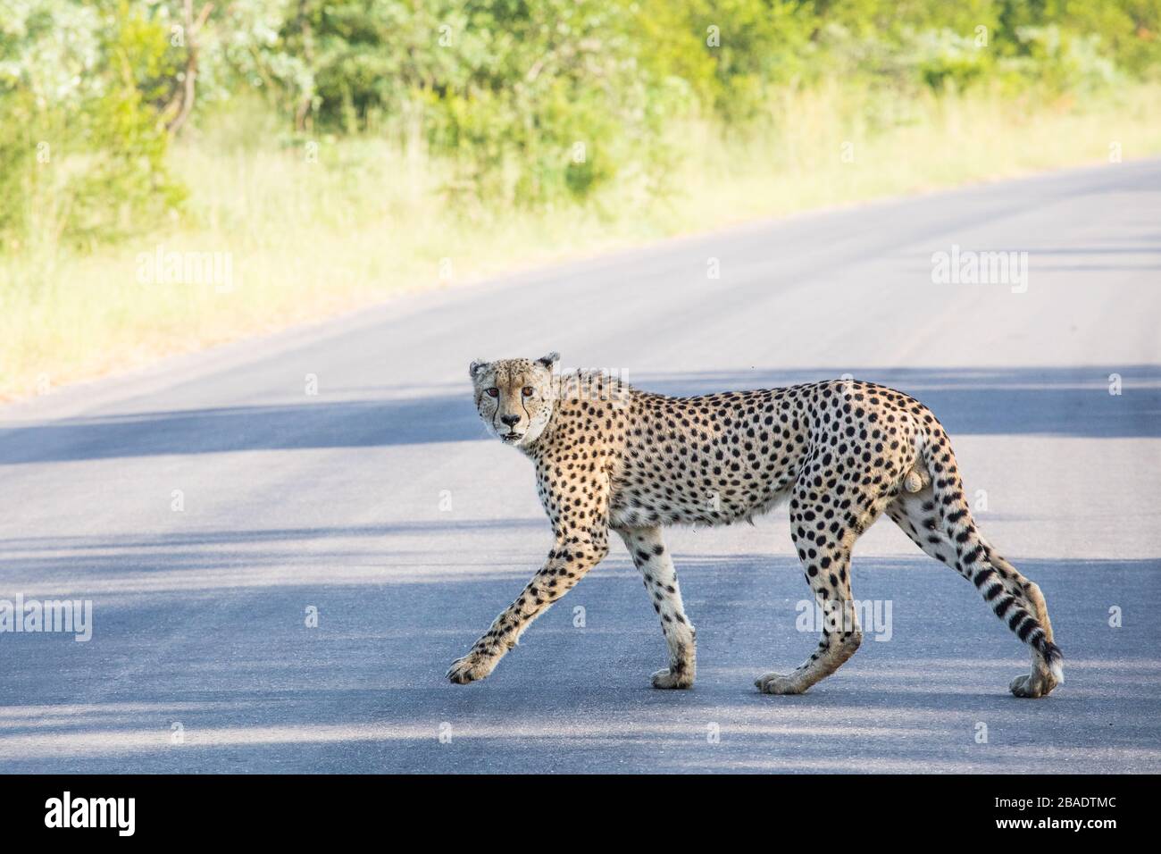 Cheetah sulla strada - Sud africa - parco nazionale kruger - Big Five Foto Stock