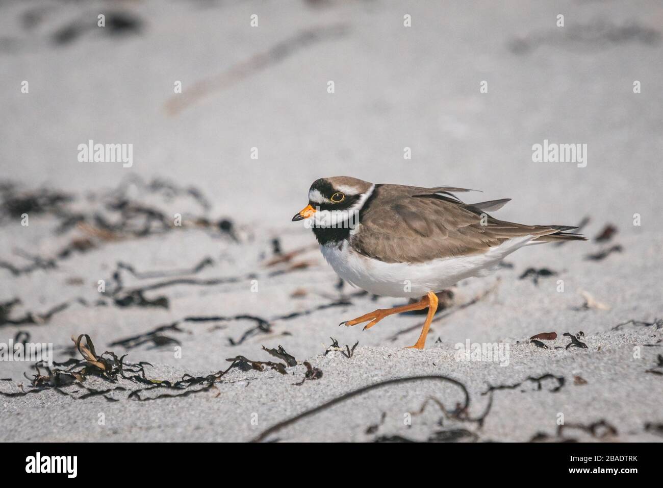 Anello Plover Charadrius hiaticula su una spiaggia nella parte esterna dello Hebrides che si alza e le ali che si allunga. Scozia UK 2020 Foto Stock