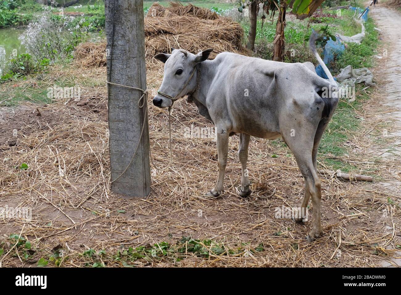 Il pascolo di bestiame nel villaggio Kumrokhali, West Bengal, India Foto Stock
