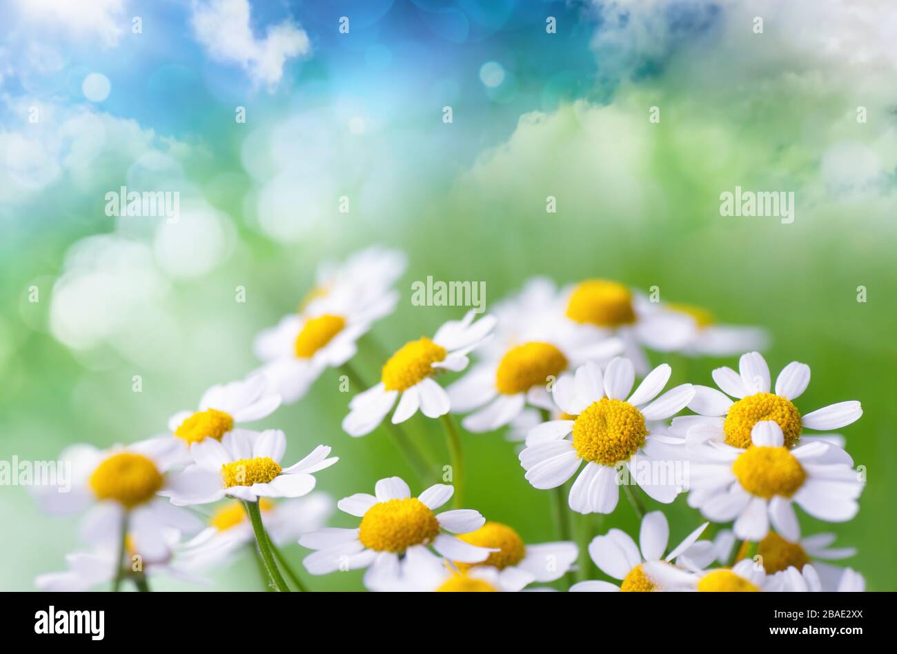 Fiori camomilla su sfondo fantasia astratto di verde prato e cielo blu Foto Stock