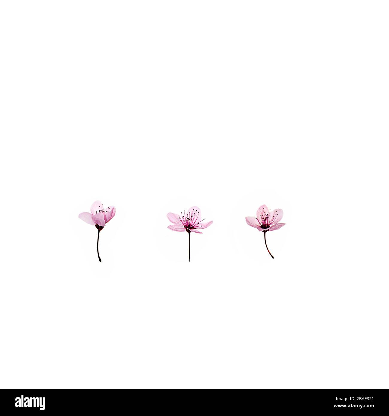 uovo di pasqua rosa - 8 Motivo in fiore rosa ciliegia sakura su sfondo bianco, isolato. Concetto di primavera Foto stock - Alamy