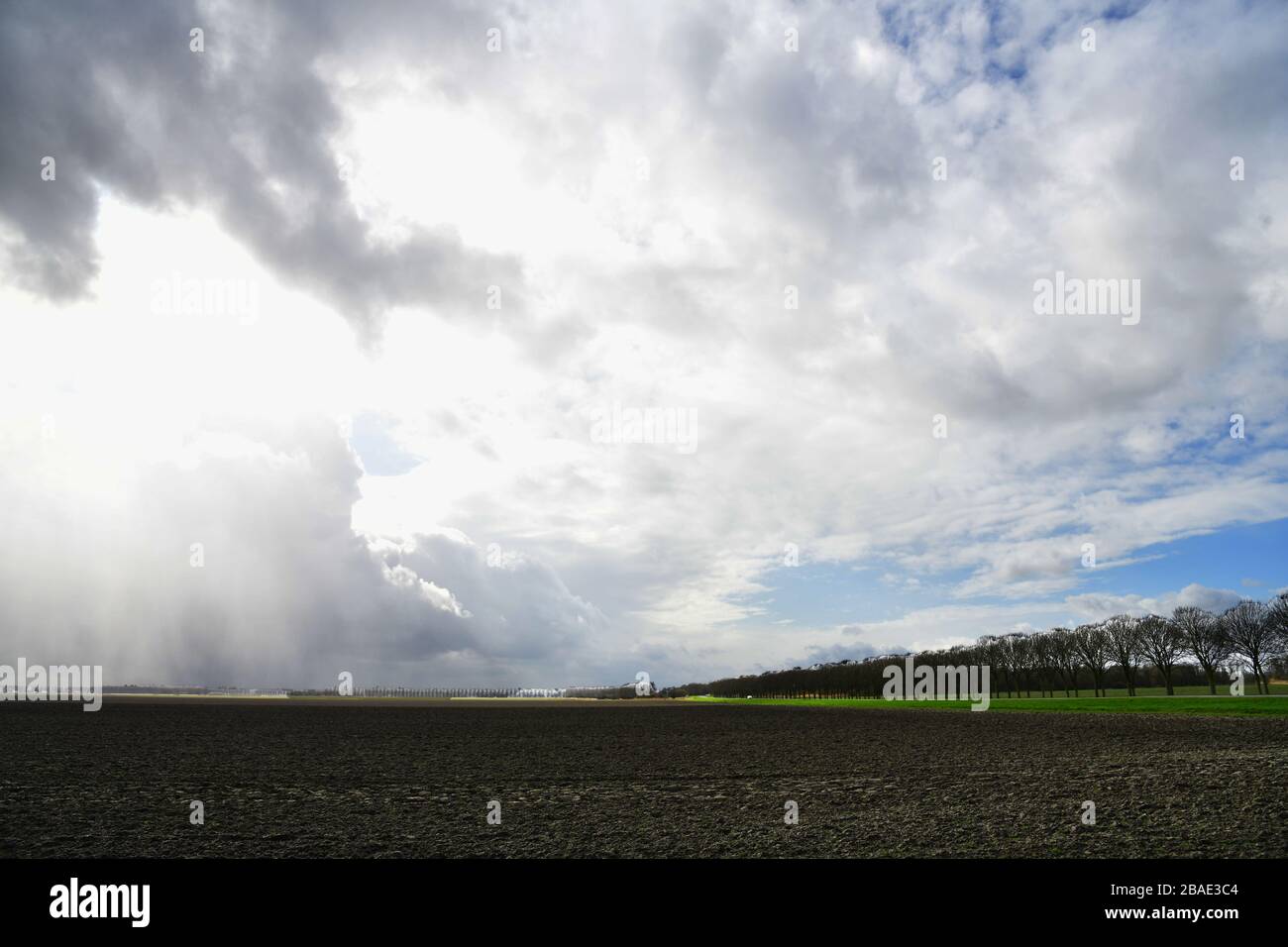 Infinite file di alberi allineati ordinatamente contro il paesaggio olandese con cieli spettacolari con alcune nuvole di pioggia tra cieli luminosi che forniscono un almos Foto Stock