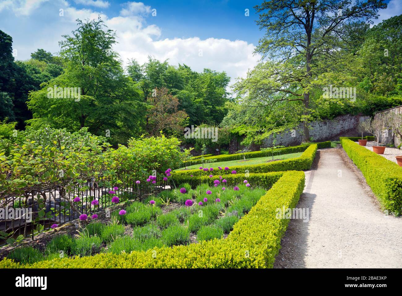 Siepi di scatole nane e bulbi di allio viola nel giardino recintato a Stourhead Gardens, Wiltshire, Inghilterra, Regno Unito Foto Stock
