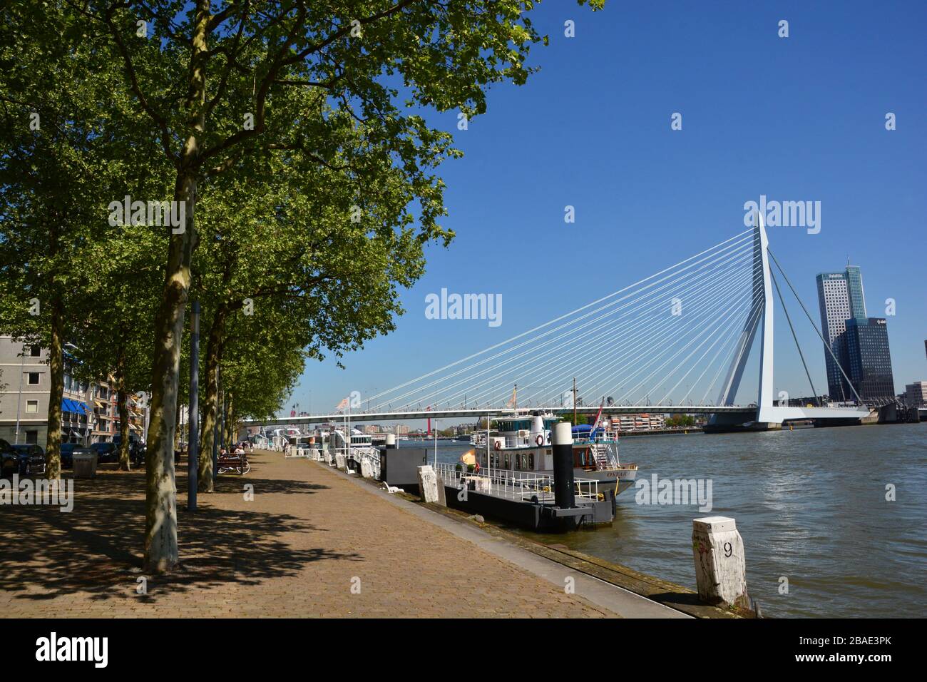 Rotterdam, Paesi Bassi-Maggio 2019; ampia vista panoramica da uno dei moli costeggiati da alberi di Rotterdam con vista sull'iconico Erasmusbrug Foto Stock