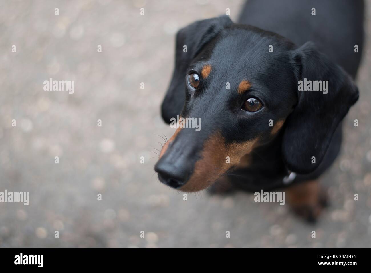 Primo piano colpo di un cucciolo corto capelli dachshund cane salsiccia su una passeggiata. Foto Stock