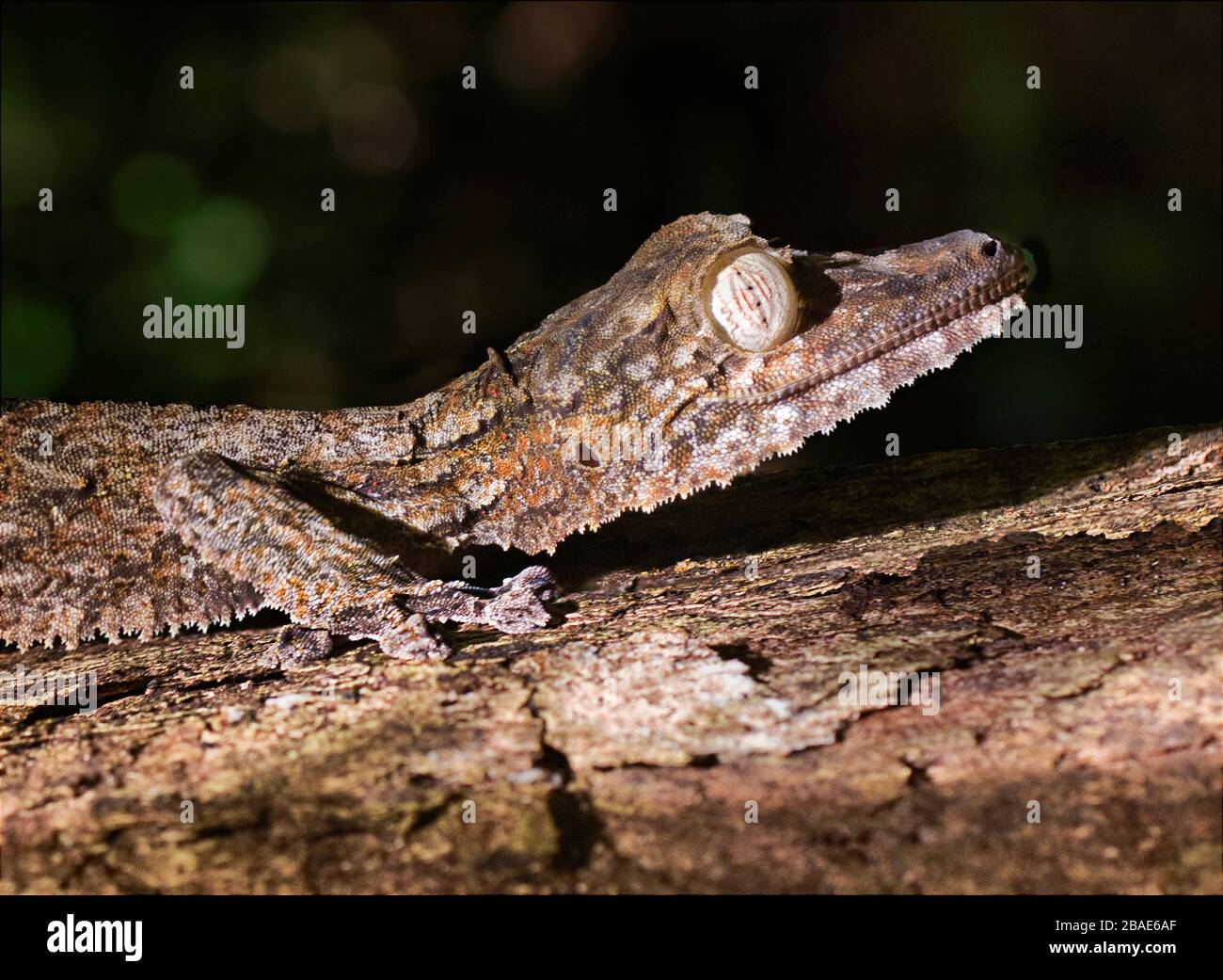 Oceano Indiano, Madagascar, Nosy Mangabe, Gecko a coda di foglia, Uroplatus fimbriatus Foto Stock