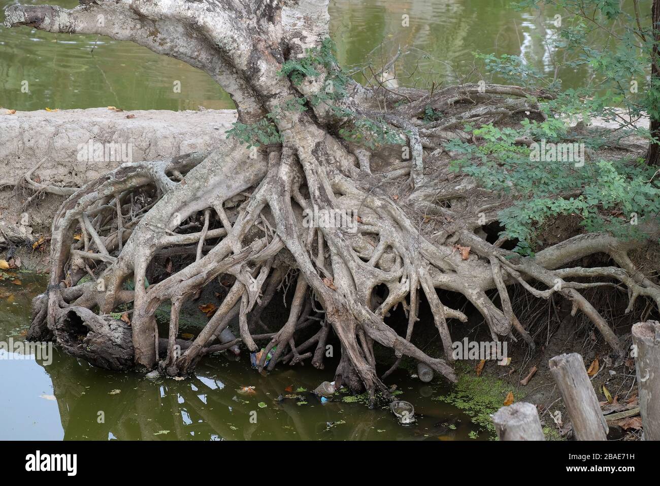 Radice di un albero che cresce lungo uno stagno nel villaggio di Kumrokhali, Bengala Occidentale, India Foto Stock