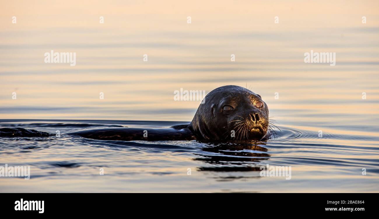 La foca ad anello Ladoga nuotare in acqua. Luce del tramonto. Nome scientifico: Pusa hispida ladogensis. La foca Ladoga in un habitat naturale. Mare estivo Foto Stock