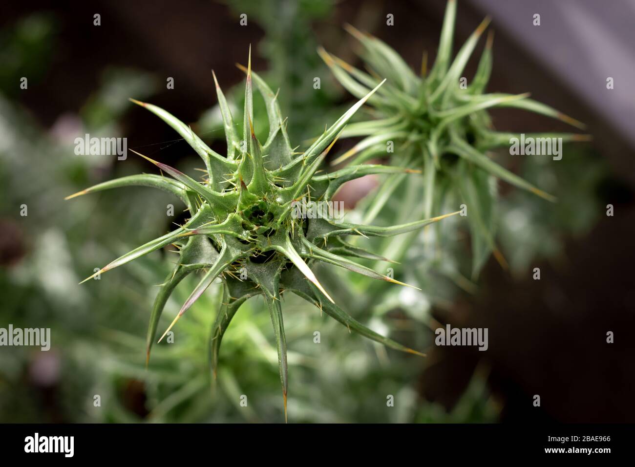 Primo piano di Silybum marianum, sfondo verde sfocato Foto Stock