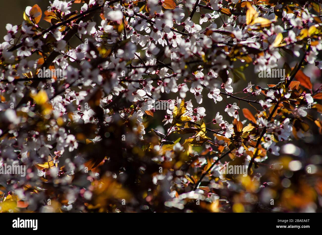 Fiore di primavera Foto Stock