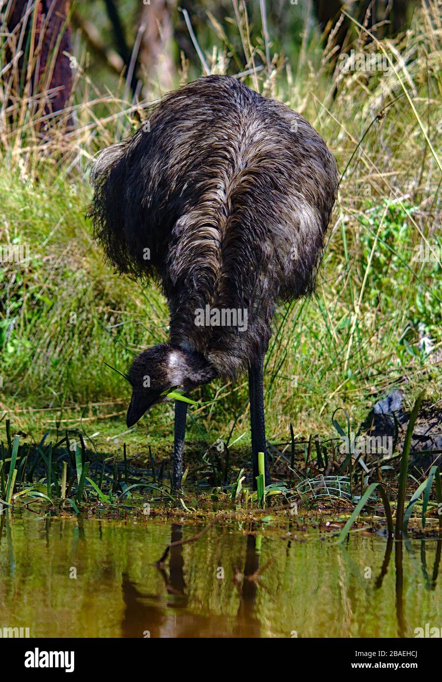 EMU con erba sulla bocca che pecking vicino all'acqua Foto Stock