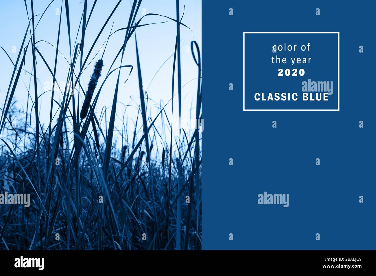 Fiume canne in acqua sulla riva del fiume in un classico trendy colore blu. Spazio di copia. Sfondo con tonalità e contrasto. Modello per la progettazione. Foto Stock