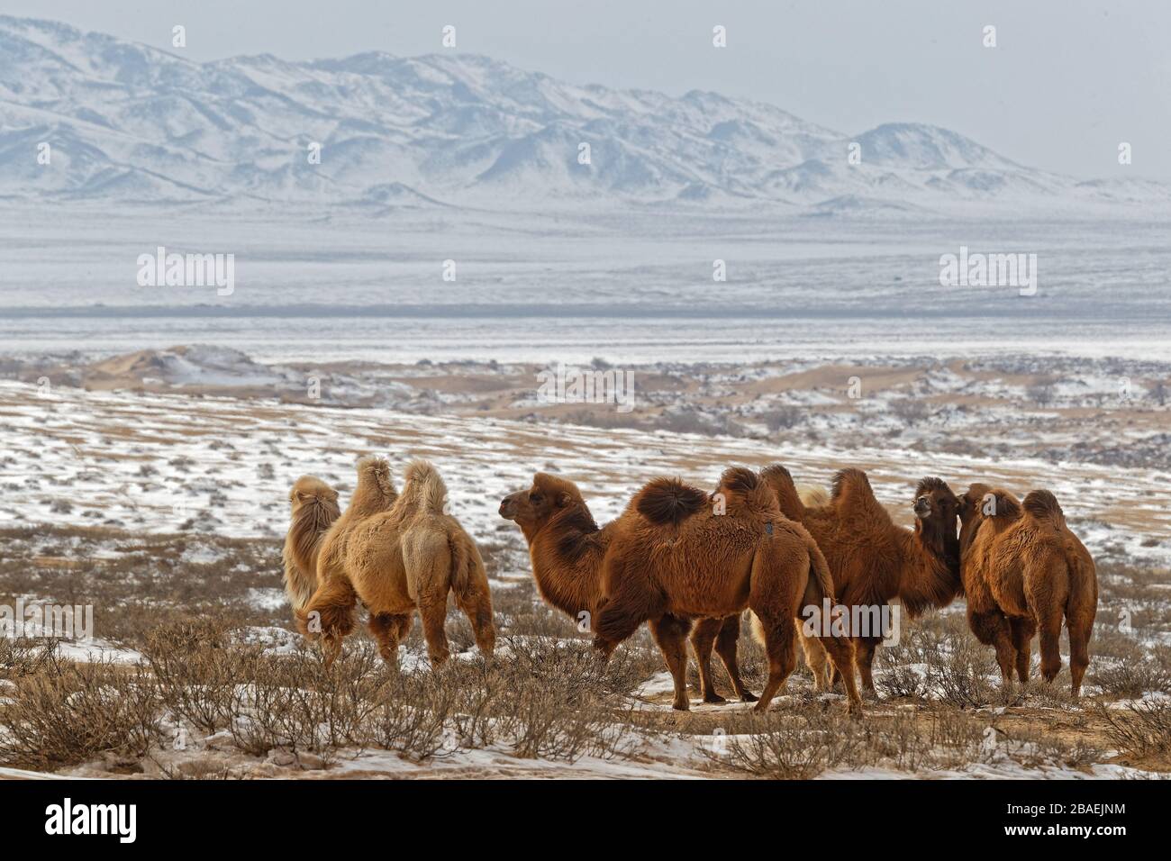 Bactrain cammelli nella neve del deserto, Mongolia Foto Stock