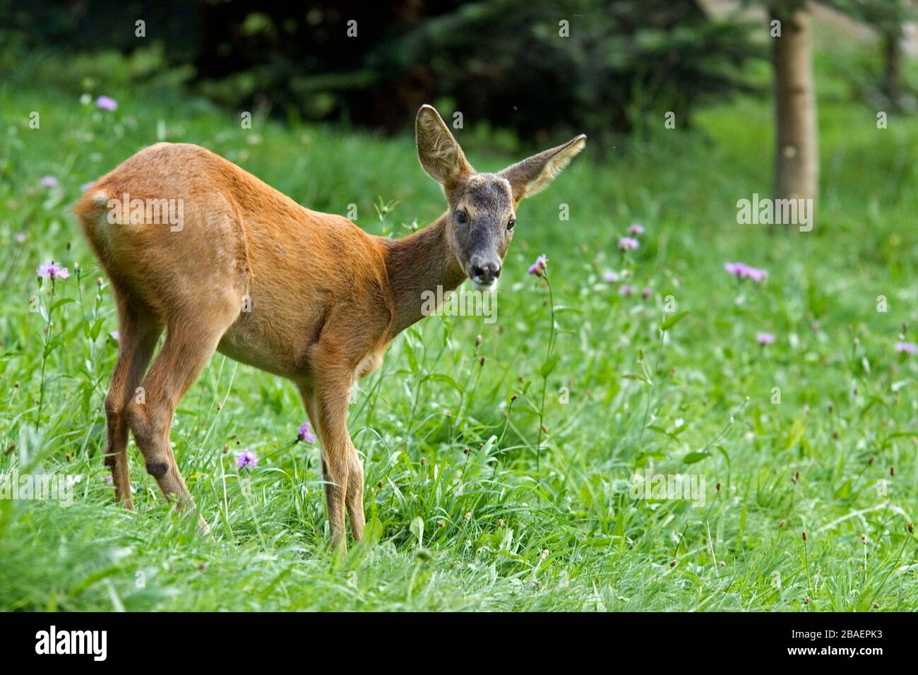 Junges Reh steht in Wiesenlandschaft am Waldrand, Capreolus capreolus, Foto Stock