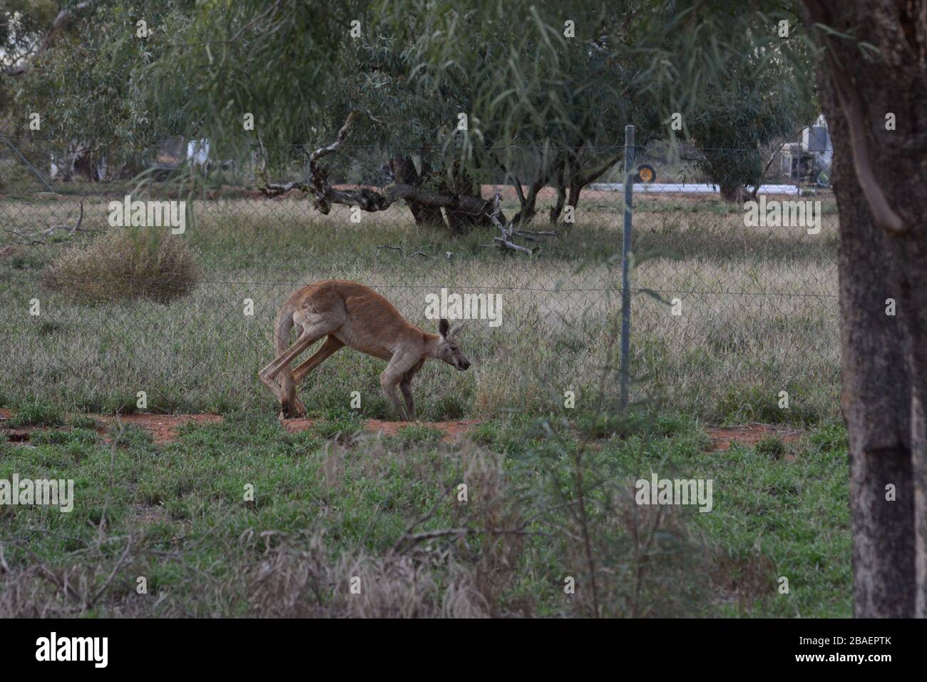 Canguro in Australia Foto Stock