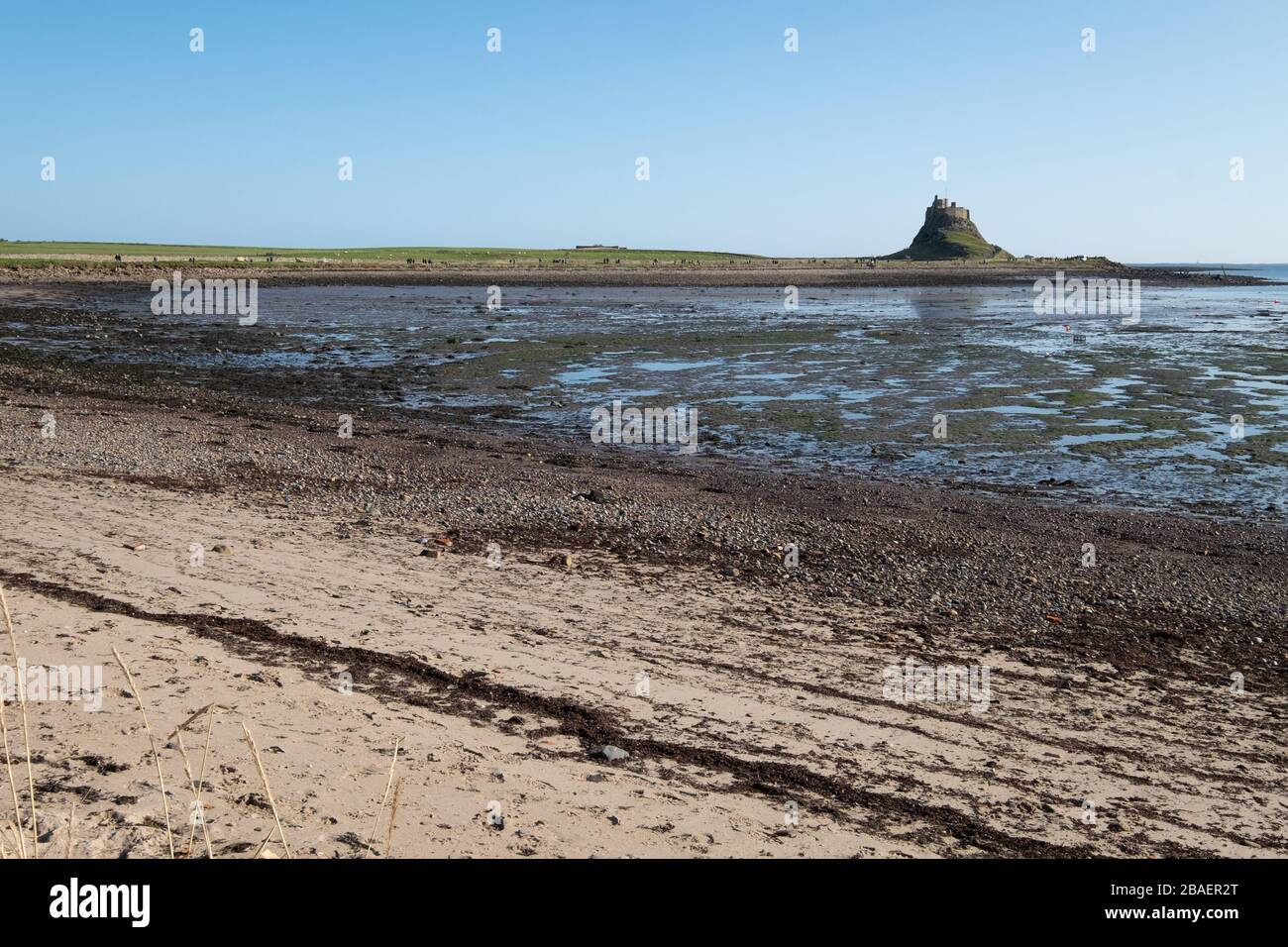 Castello di Lindisfarne; Isola Santa; Northumberland; Inghilterra; Foto Stock