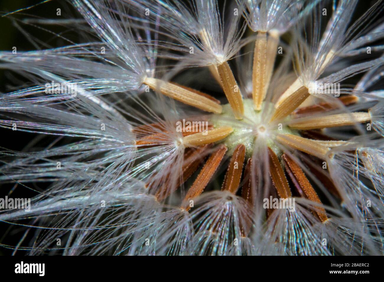 Macro shot closeup bella dandelion fiore semi Foto Stock