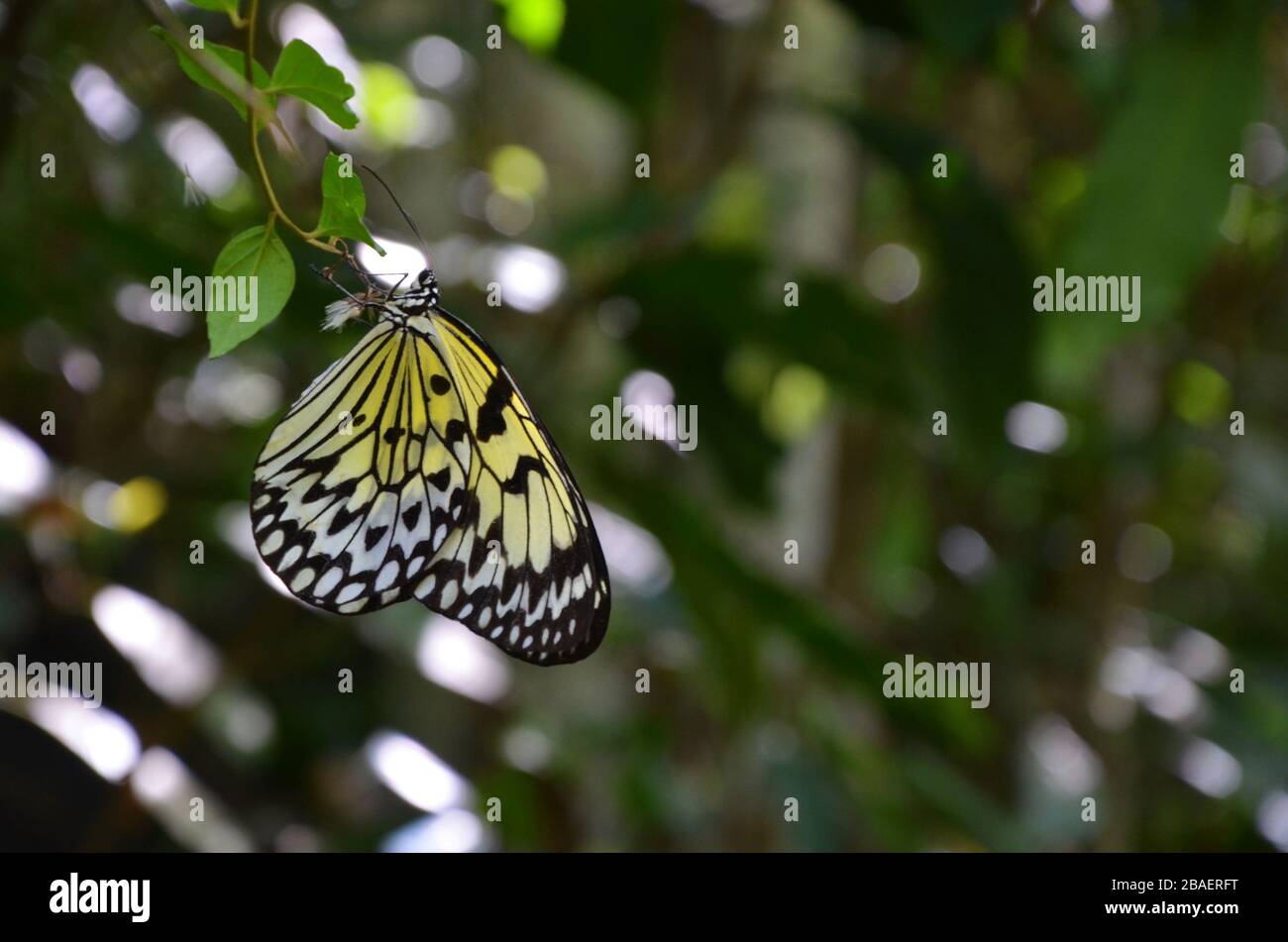 Farfalla con motivo giallo-bianco-nero seduta in un ramo Foto Stock